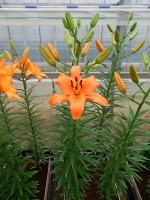 [5020 Brunello No02.JPG]